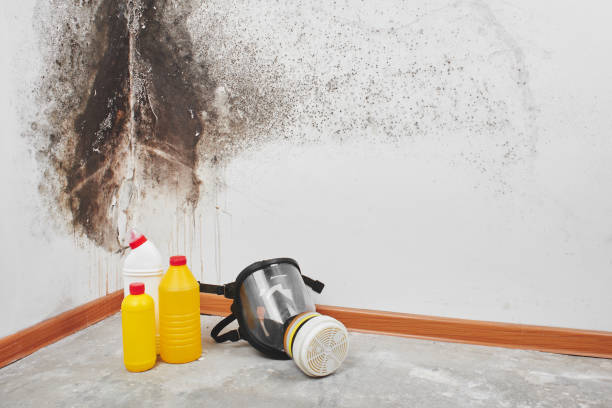 Best Preventive Mold Services in Rancho Mirage, CA