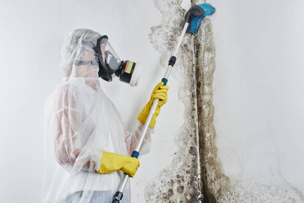 Best Attic Mold Remediation in Rancho Mirage, CA