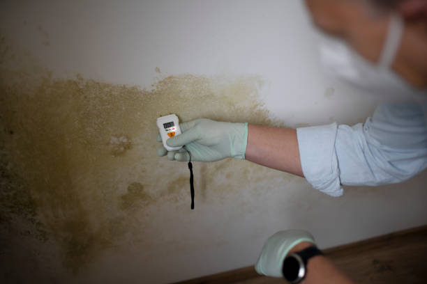 Trusted Rancho Mirage, CA Mold Remediation Experts