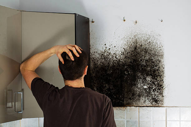 Best Industrial Mold Remediation in Rancho Mirage, CA